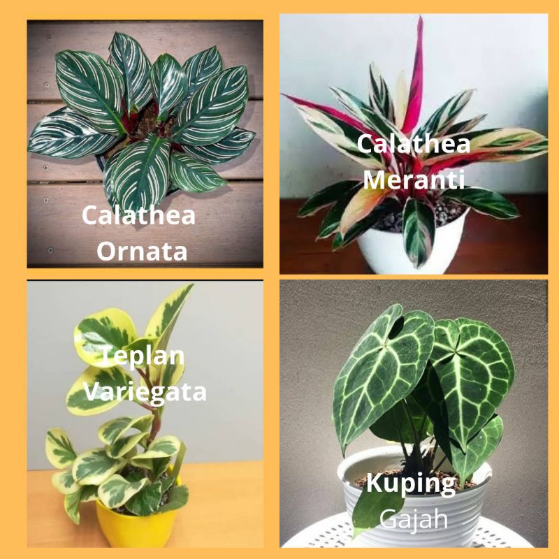 paket 4 calatea ornata-meranti bali-teplan varigata-kuping gajah