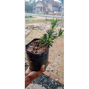 BIBIT LOHANSUNG LIDAH BURUNG | BAHAN BONSAI LOHANSUNG LIDAH BURUNG HIDUP | LOHANGSUNG LIDAH BURUNG