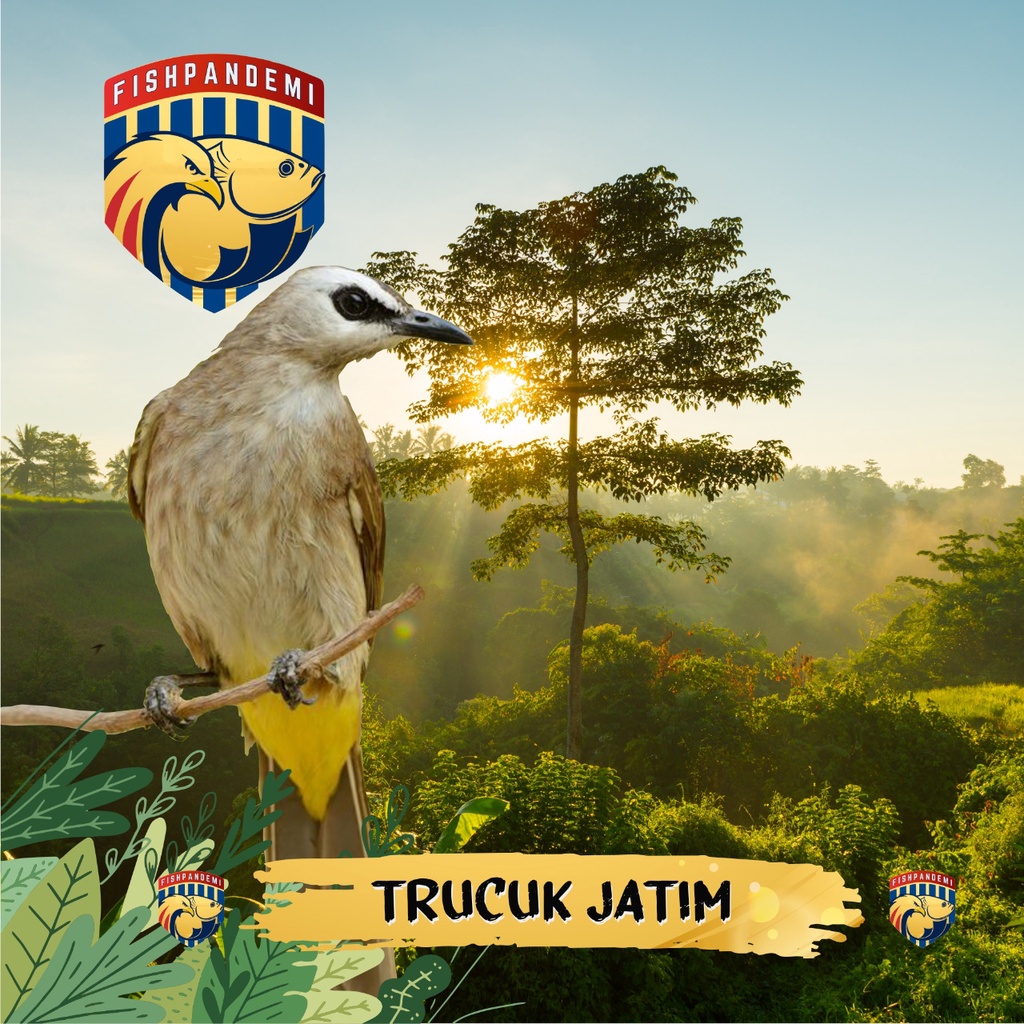 Trucuk Jatim/Trucuk Kebo Body Big