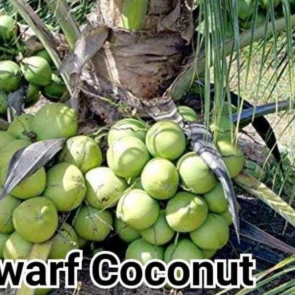bibit kelapa dwarf coconut/ kelapa pendek