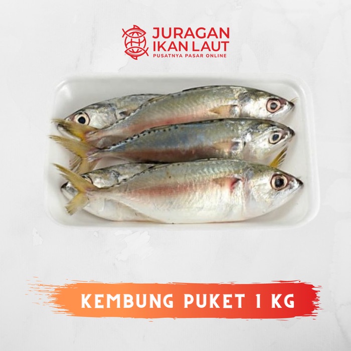 

Ikan Kembung Puket Segar Berkualitas - 1 Kilogram