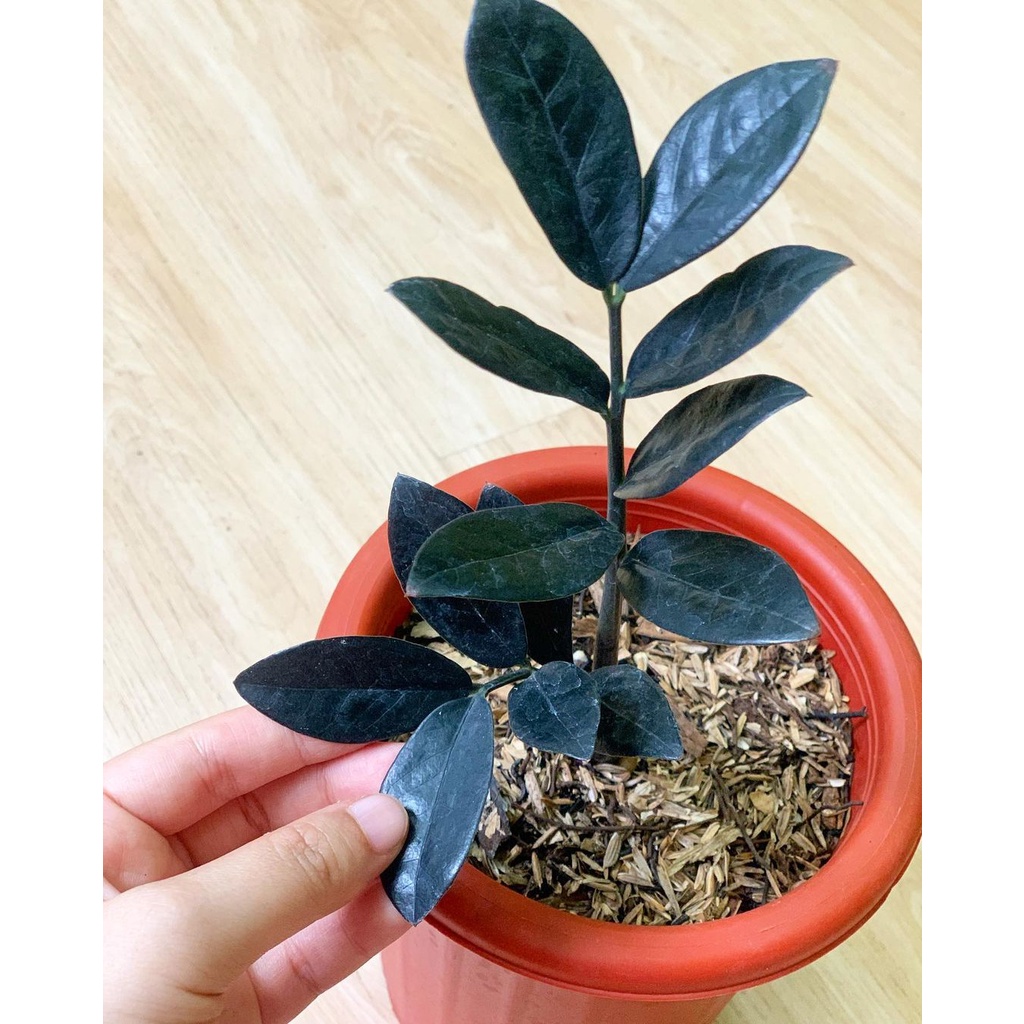 Tanaman Zamia Raven black / jamia kulkas hitam / zamia dolar blak / Zamioculcas