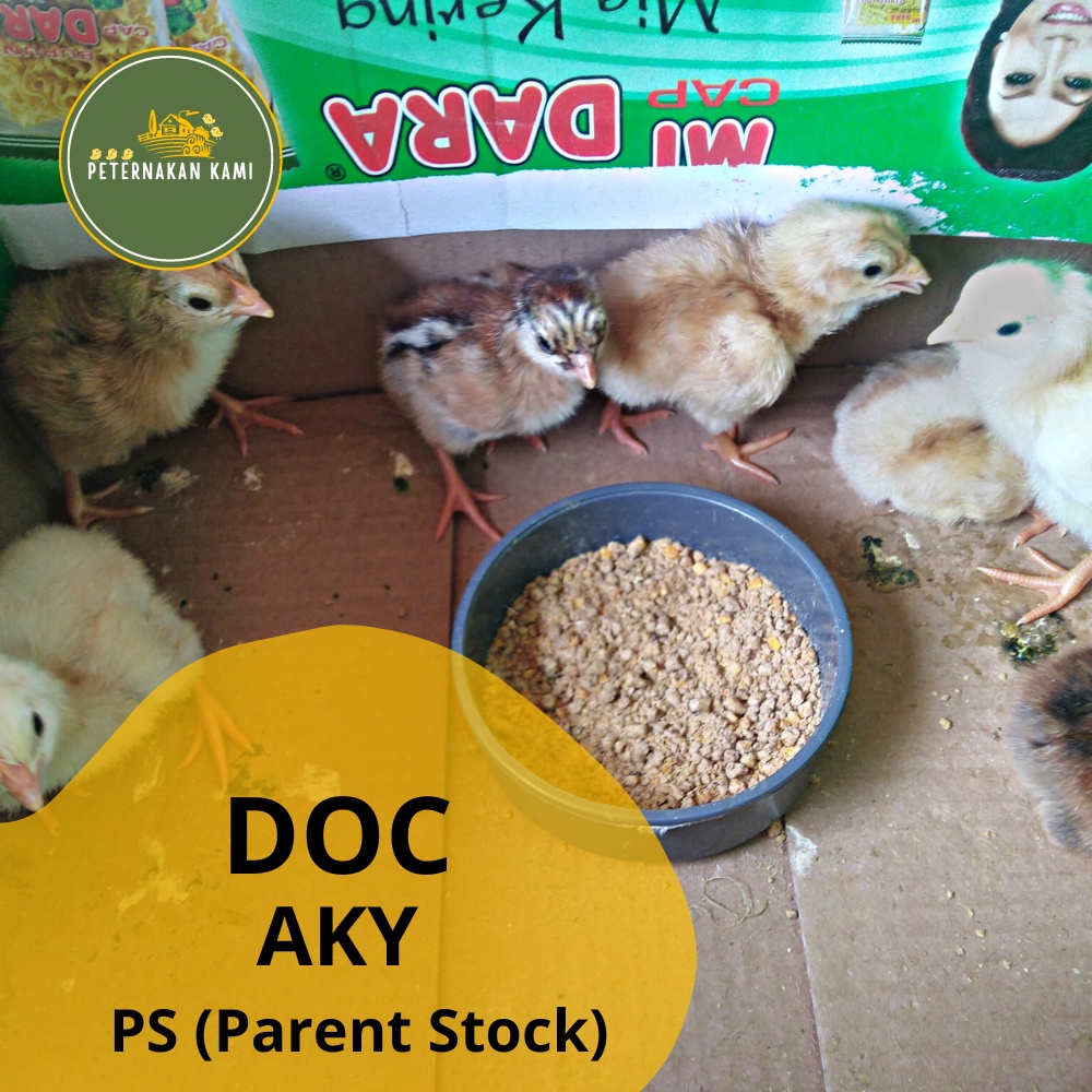 DOC Ayam Kampung Yudistira AKY Parent Stock (PS) untuk Calon Indukan Unggul