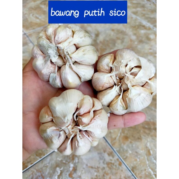 

Bawang putih sico berat 1 kg