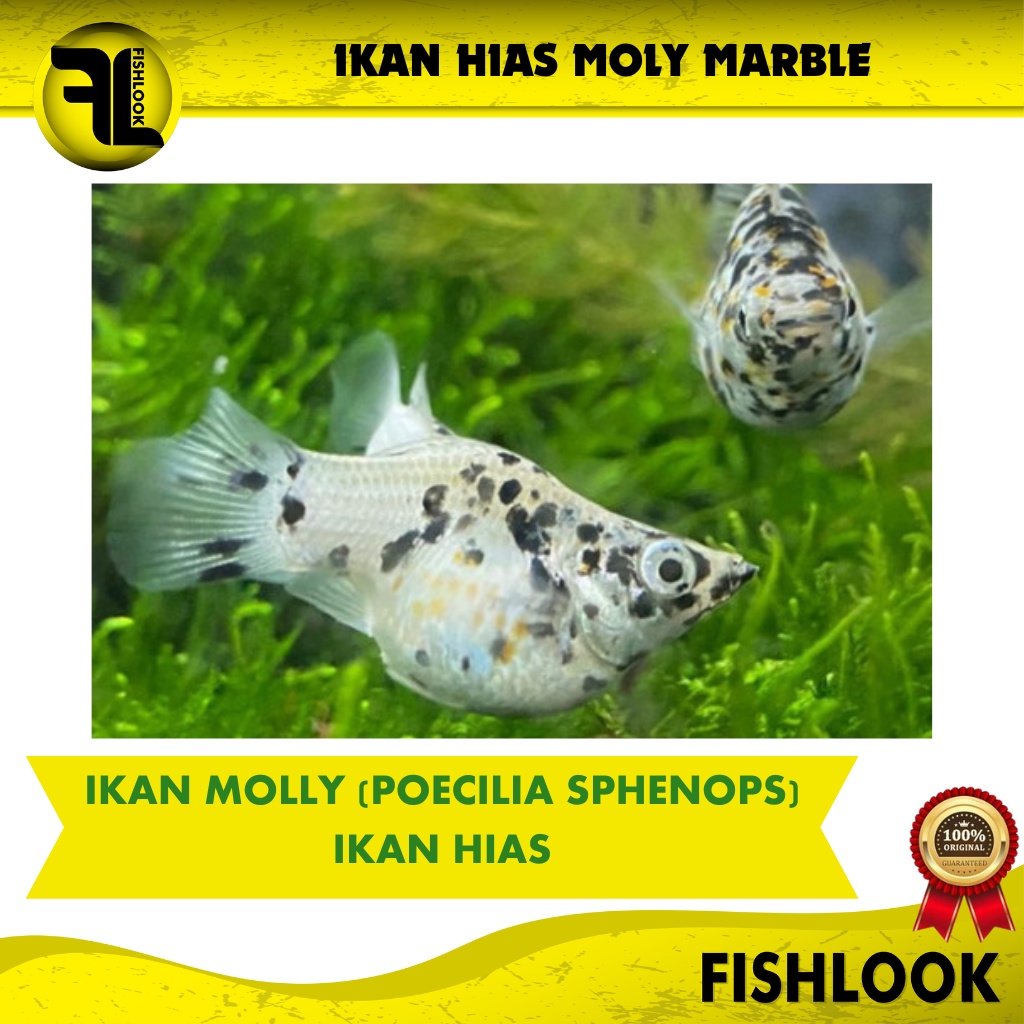 Ikan Hias Black Marble Black White Aquarium Air Tawar