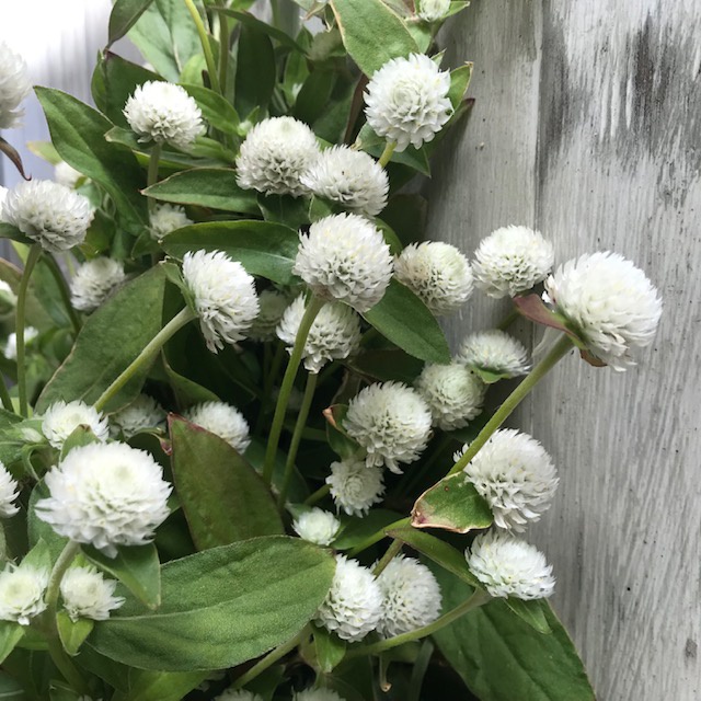 Benih Bibit Biji - Bunga Kenop Putih / Gomphrena Globosa White Flower Seeds - IMPORT