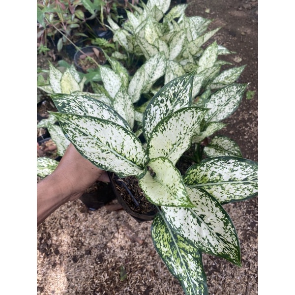 (BISA COD) PROMO Aglonema snow white dewasa - tanaman hias aglonema snow white