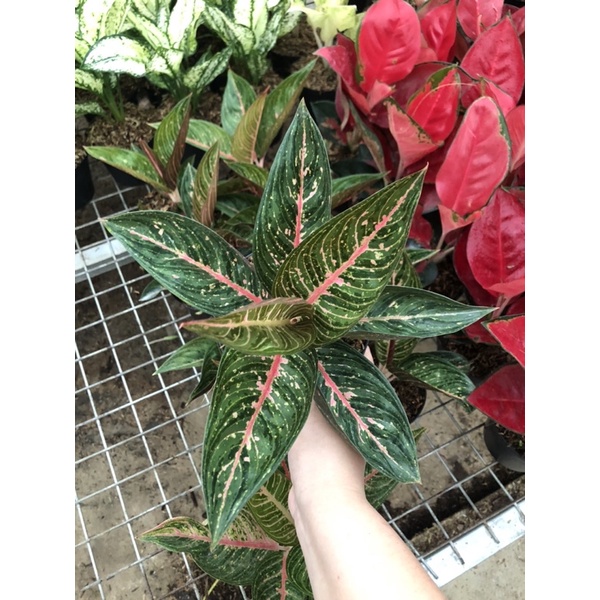 Aglaonema Green Legacy