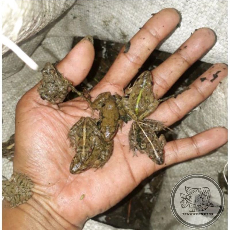 kodok pakan ikan/kodok sawah pakan ikan