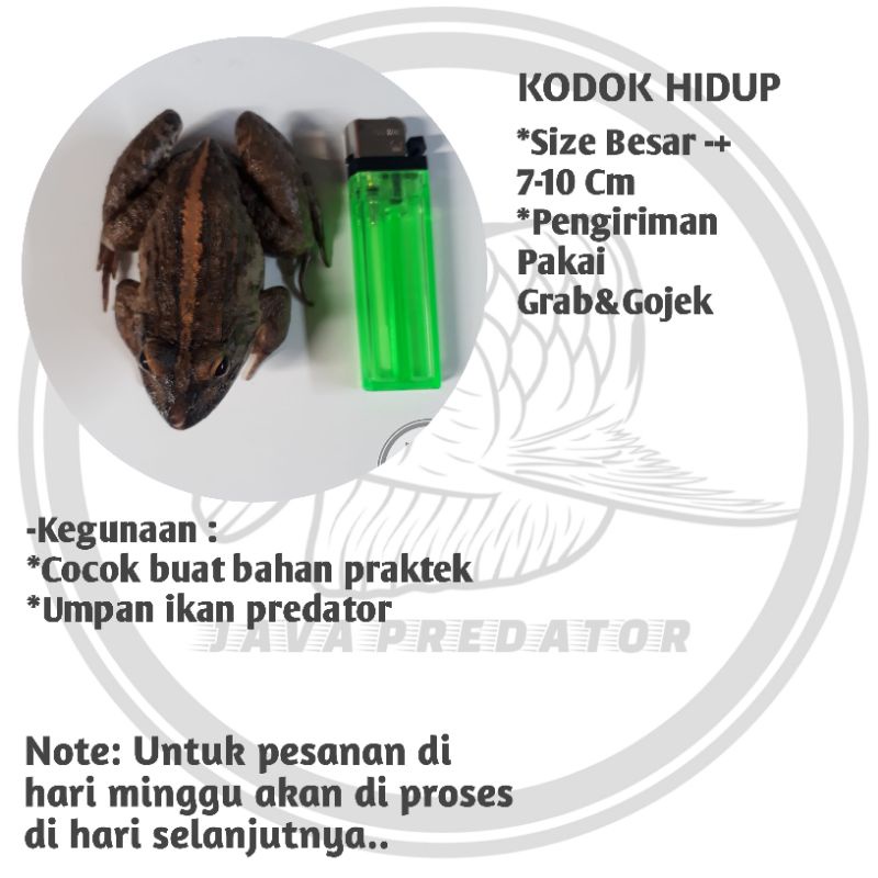 Kodok sawah/katak sawah size besar