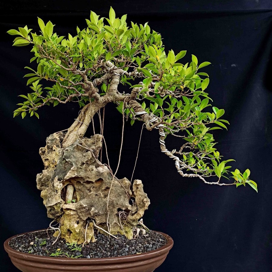 Bonsai Beringin Lokal Local Iprik Kimeng Ficus Microcarpa Bonsae B-BR-001