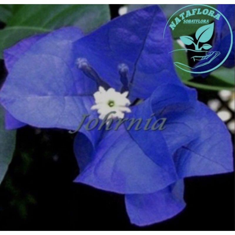 Tanaman hias bugenvil biru mercy