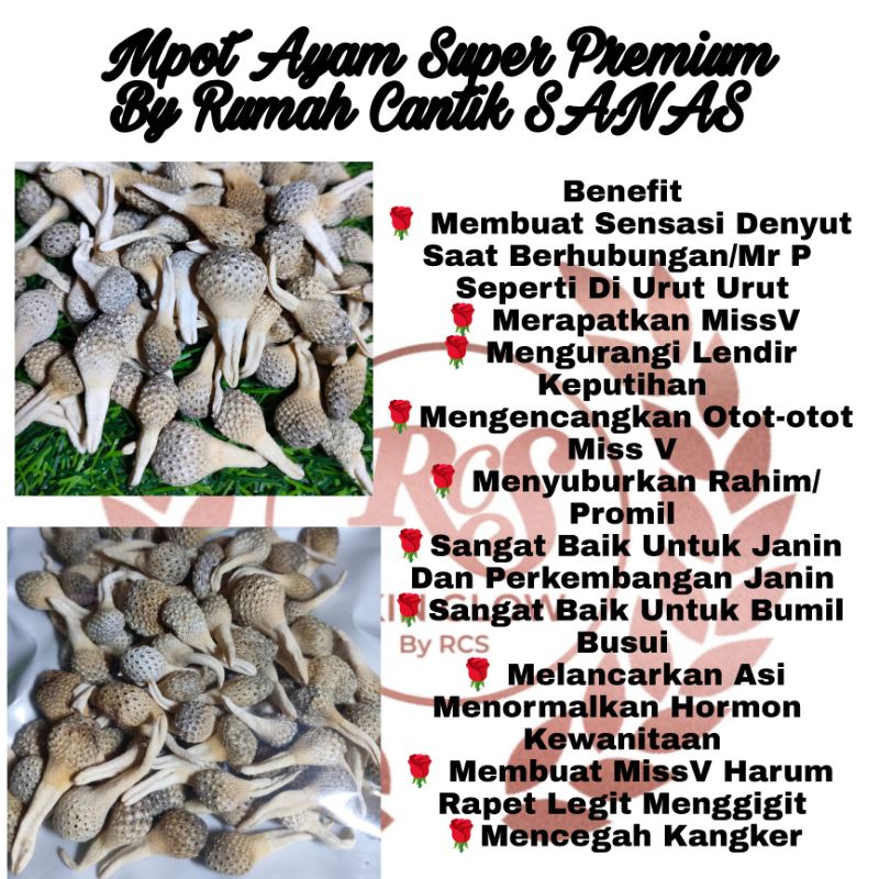 Jual Empot Mpot Ayam Putih Super Premium Perapat MissV Tanaman Herbal