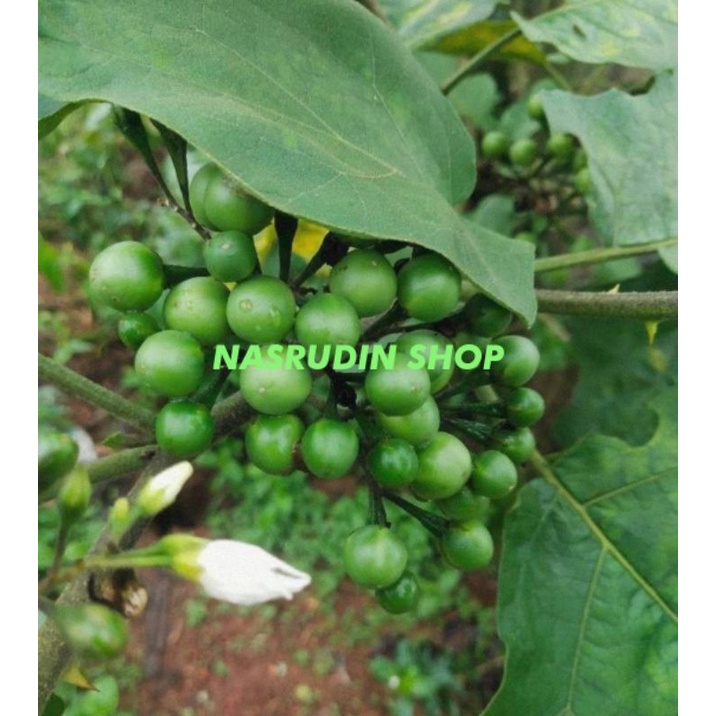 

BUAH CEPOKAK TEKOKAK RIMBANG SEGAR | COKRAK