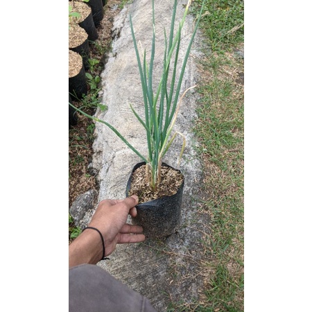 Tanaman Daun prei allium porrum daun pre bawang bakul kembang