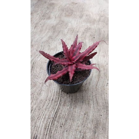 Kriptantus cryptanthus mini merah