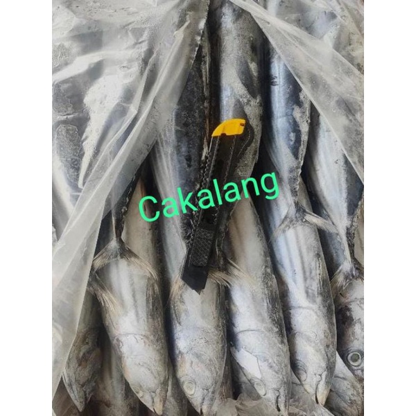 

Ay00! Ikan Cakalang Berat 1kg