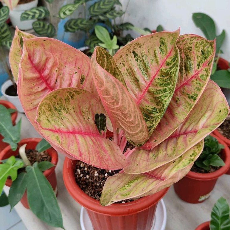 Bonggol aglonema Moonlight bertunas