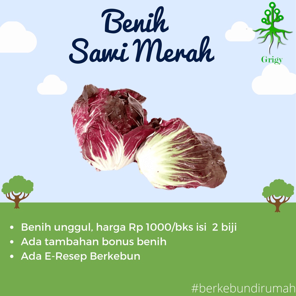 BENIH SAYURAN SAWI MERAH / BIJI SAWI MERAH
