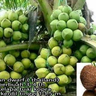bibit kelapa dwarf unggul berkualitas