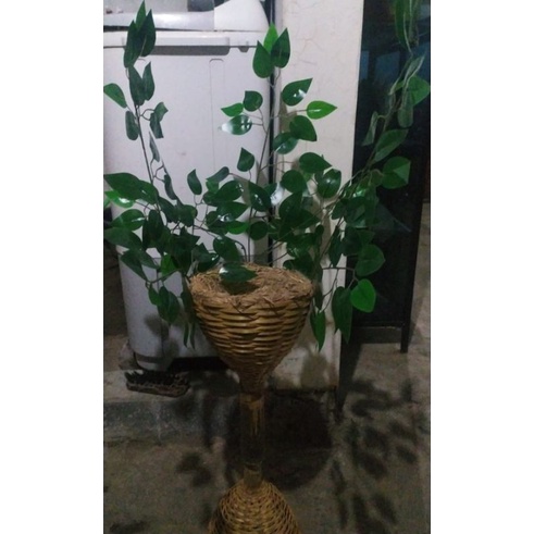 sarang wambie sosrok