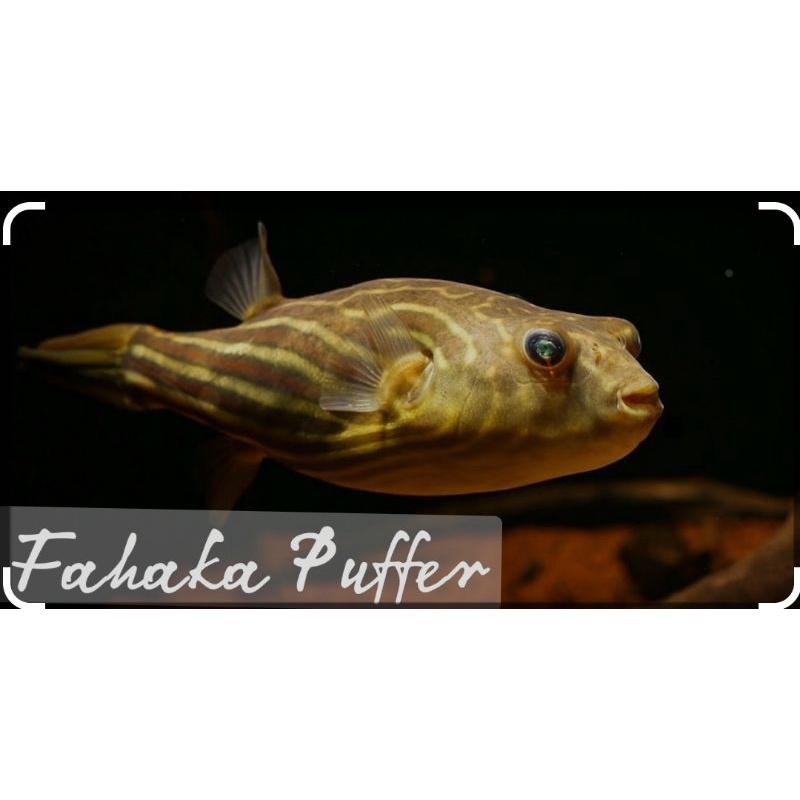 fahaka puffer 4-6 cm