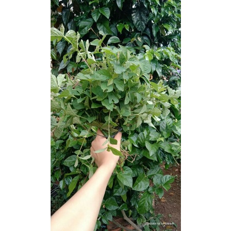 

Daun ranggitan 150gr