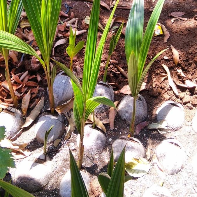 BIBIT KELAPA KOPYOR GENJAH PATI