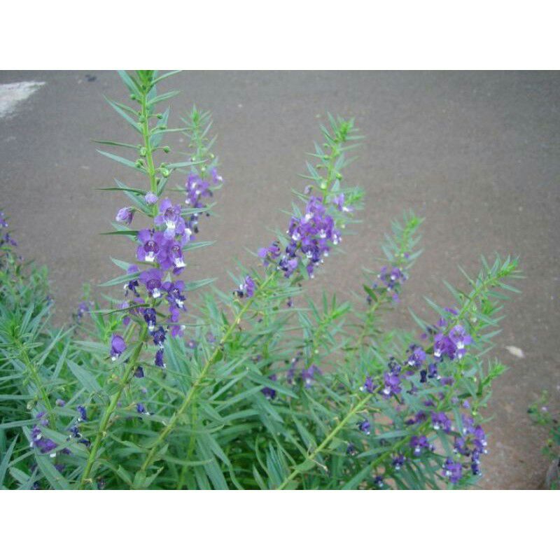 bibit bunga lavender