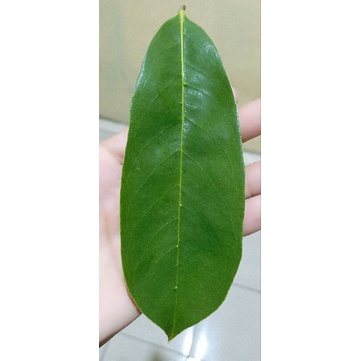 

DAUN SIRSAK SEGAR