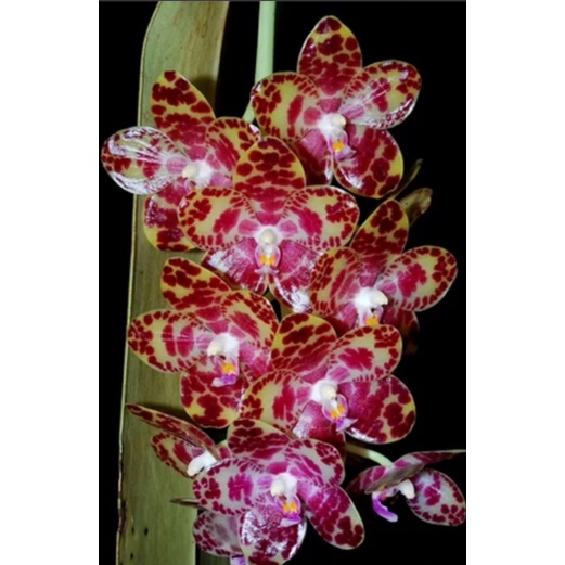 Anggrek Phalaenopsis Gigantea | Seedling Anggrek Phalaenopis | Anggrek Bunga Cantik