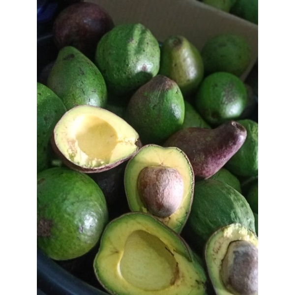 

alpukat matang | alpukat mentega 1kg