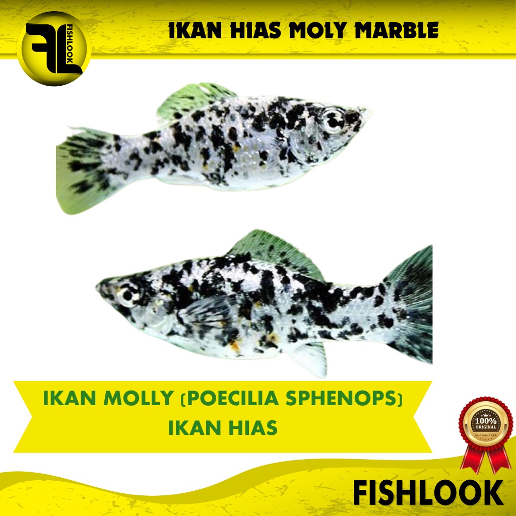 Ikan Hias Black Marble Black White Aquarium Air Tawar