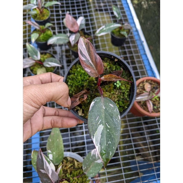 philodendron Anderson