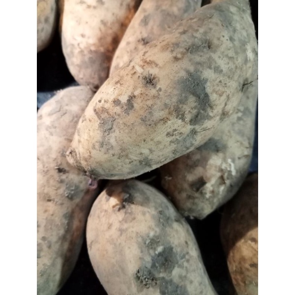 UBI CILEMBU 1KG