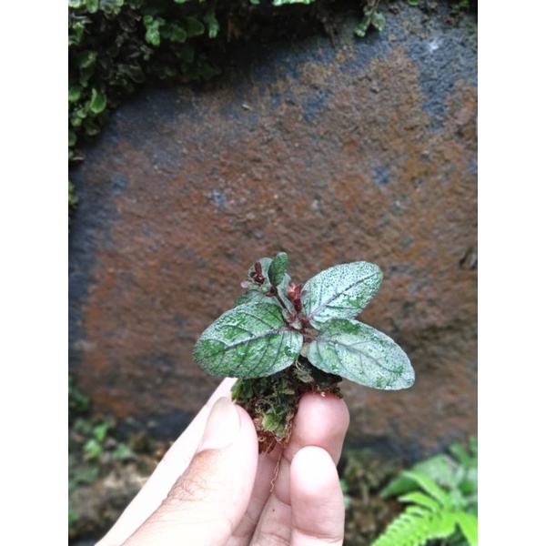 rene tanaman paludarium