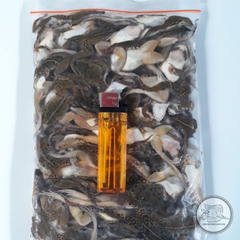 kodok sawah size kecil 1000 gr