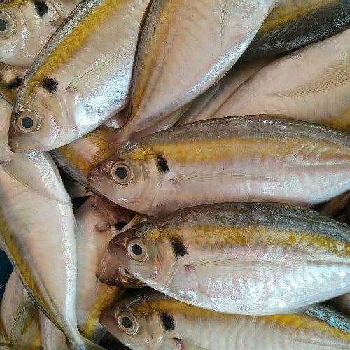 

Ikan Selar 100gr, Sameday Instan Delivery Jogja