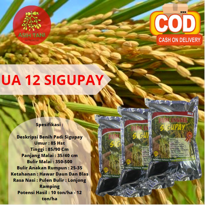 Benih Padi Berkualitas Sigupay UA Batuta / Bibit Unggul Sigupai 1kg