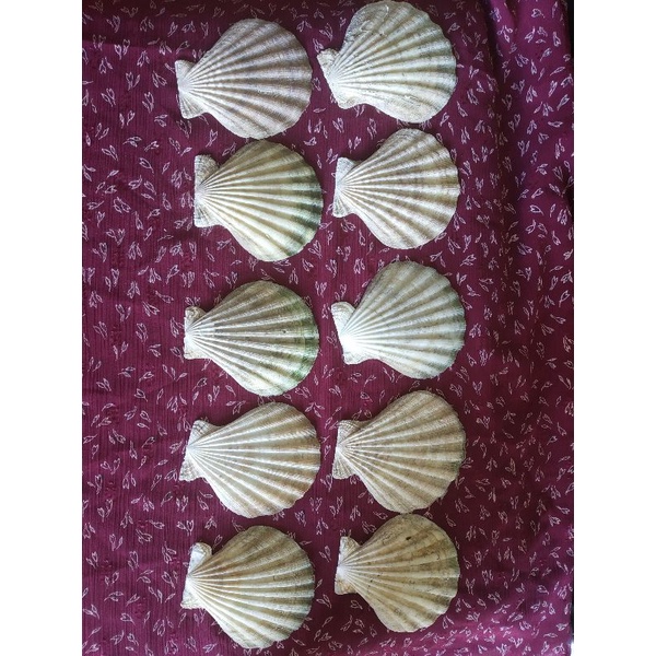 Cangkang kerang kipas