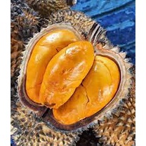 BIBIT DURIAN LAY OKULASI UNGGUL