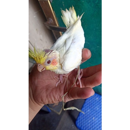 Anakan/Lolohan Burung Falk/Burung Parkit Australia Lutino MM Jinak Total