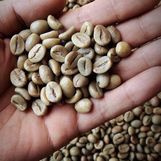 

EXCLUSIVE!Greenbean Robusta Dampit 7MM 1Kg|KD6