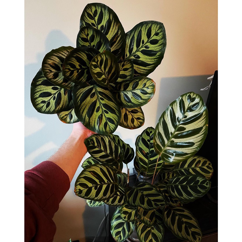 Calathea Makoyana Asli / Makoyana import daun tebal