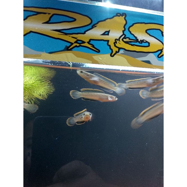 limbata lawu CB full pelet rim tebal