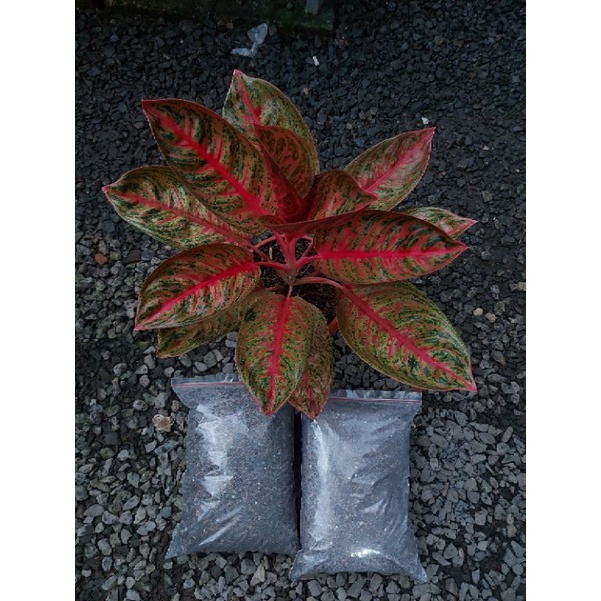 media tanam fermentasi