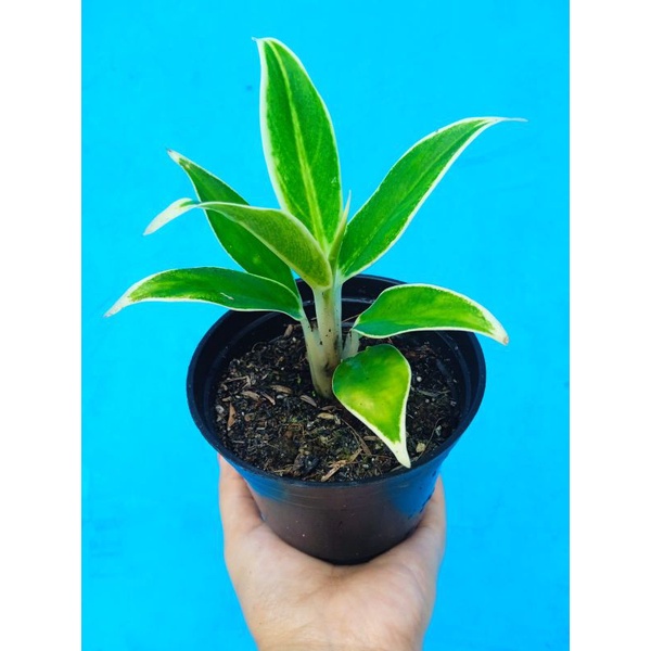 aglonema lipstik white