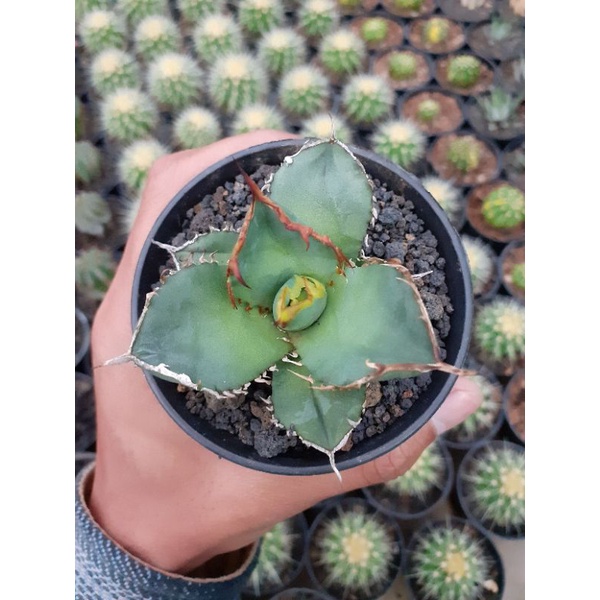 agave Titanota fo 76