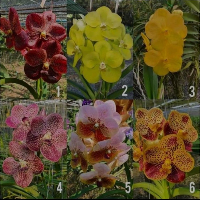 Paket 3 Seeding Anggrek Vanda Hybrid