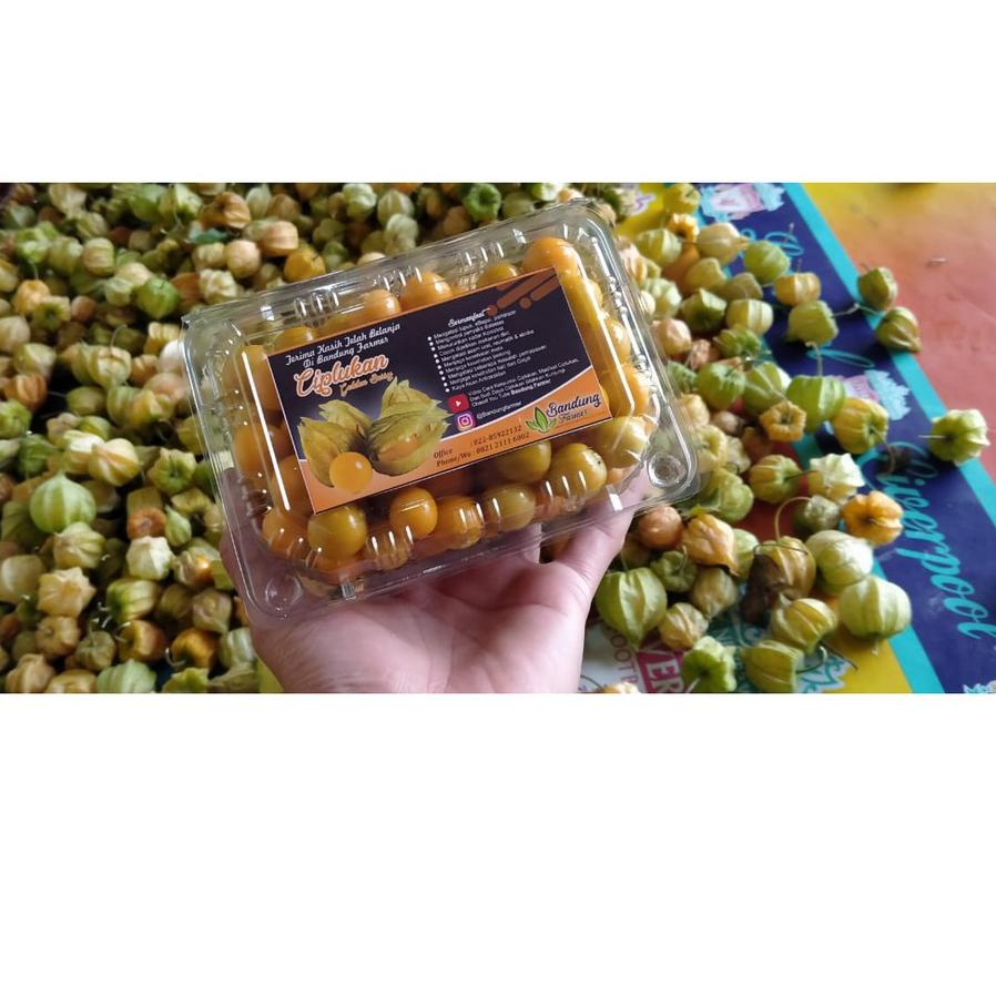 

BISA COD ✔️Jual Buah CIPLUKAN KUPAS 250 Gram Buah Enak Banyak Manfaat|RA4